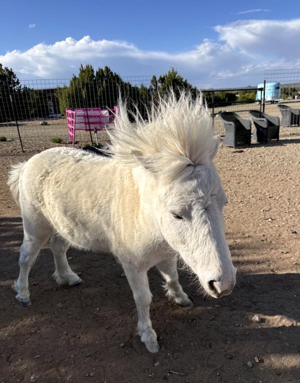/Images/uploads/The Santa Fe New Mexican/santafepetcontest/entries/34066thumb.jpg